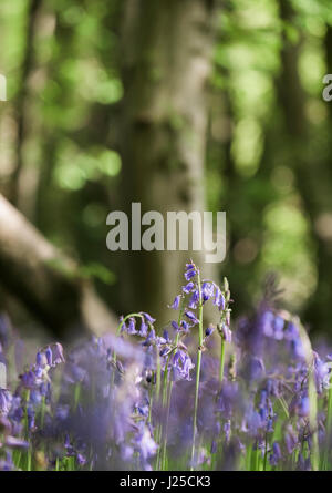 Detail der wilde Glockenblumen wachsen in einem alten Wald. Wayland Holz, Norfolk, Großbritannien. Stockfoto