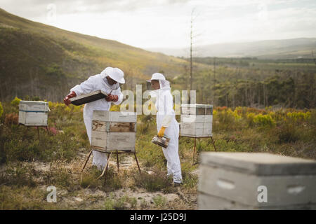 Männliche und weibliche Imker Prüfung künstlichen Bienenstock am Bienenstand Stockfoto