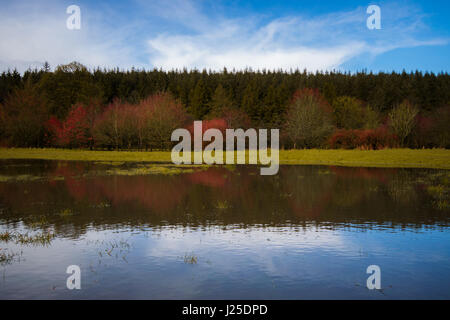 Eine landschaftlich wunderschöne Landschaft an einem Teich in Nordirland berücksichtigt Stockfoto