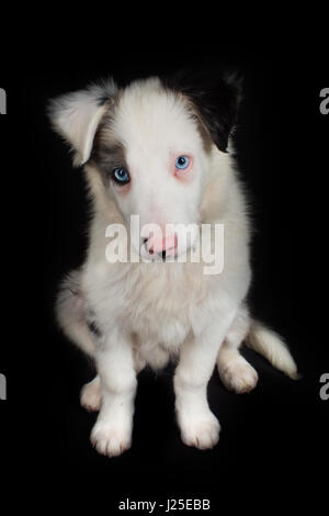eine wunderschöne Border-Collie blue-Merle-Hund und Welpen Stockfoto