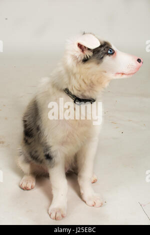 eine wunderschöne Border-Collie blue-Merle-Hund und Welpen Stockfoto