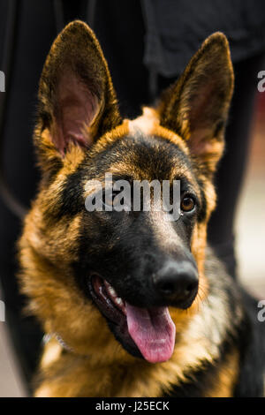 Deutscher Schäferhund Stockfoto