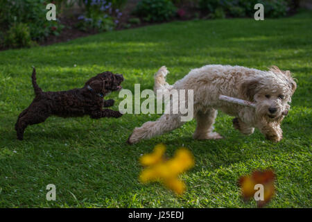 Zwei Hunde spielen Stockfoto