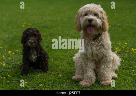 Zwei Doggy Pals Stockfoto