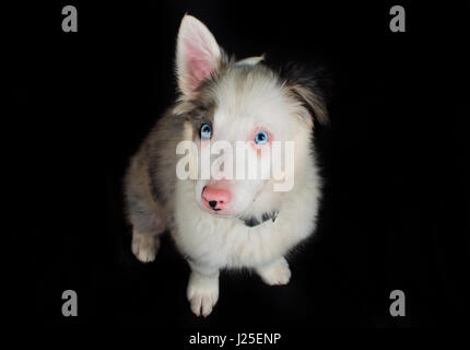 eine wunderschöne blue Merle-Hund mit seinen Foto-Shooting im studio Stockfoto