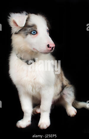 eine wunderschöne blue Merle-Hund mit seinen Foto-Shooting im studio Stockfoto