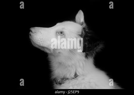 eine wunderschöne blue Merle-Hund mit seinen Foto-Shooting im studio Stockfoto