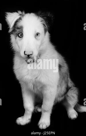 eine wunderschöne blue Merle-Hund mit seinen Foto-Shooting im studio Stockfoto