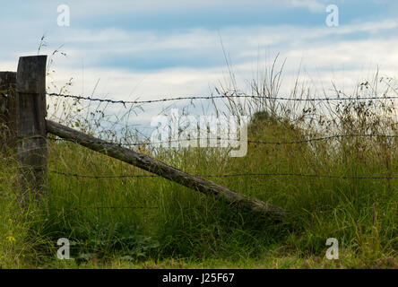 Alte und rostende Stacheldrahtzäune mit Hartholz-Zaunpfosten und langem Gras auf einem Farmgrundstück in New South Wales, Australien Stockfoto