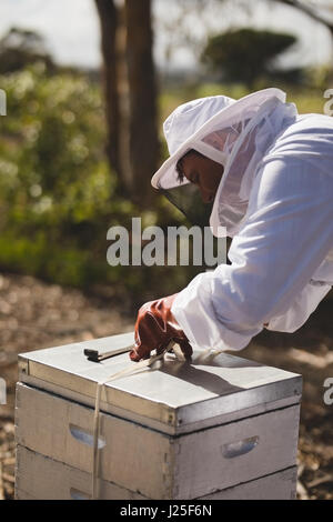 Männliche Imker arbeiten auf Waben am Bienenstand Stockfoto