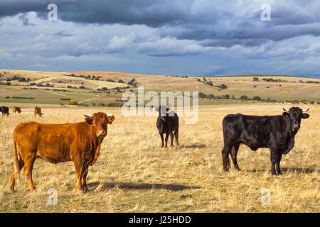 Schöne Landschaft mit Vieh und dunkle Wolken bei Sonnenuntergang, Region Castilla y Leon, Spanien Stockfoto