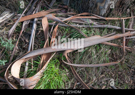 Verschlungenen Bändern von Eberesche Rinde auf Mt St Leonard, Yarra Ranges National Park, Toolangi, Victoria, Australien Stockfoto