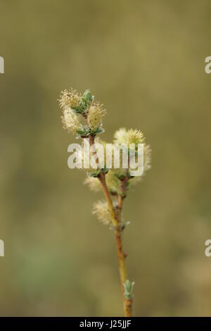 Salix repens Stockfoto