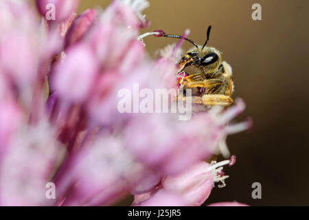 Eine Biene auf einer Zwiebelblume, Insel Hvar, Kroatien Stockfoto