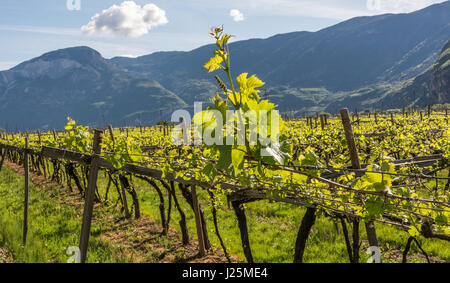 Weingut mit Feder Vegetation. die jungen Blätter im Weinberg Stockfoto