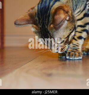 Neugierige Bengal Kätzchen namens Ronnie Stockfoto