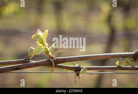 junge Blätter im Weinberg im Frühjahr. Kleinen Weinberg Blätter Stockfoto