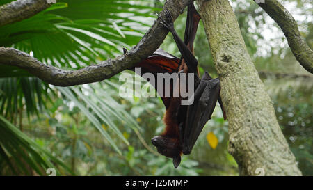 Männliche Bat. Megabat. Flughund. Flying Fox. Pteropus vampyrus Stockfoto