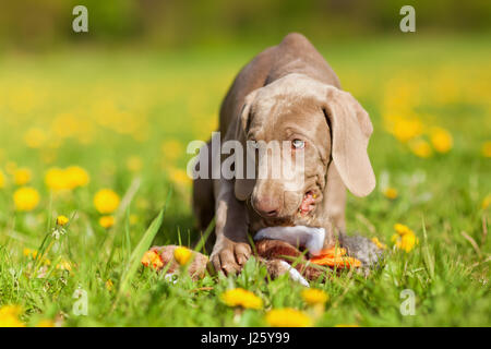 niedlicher Weimaraner Welpe spielt mit einem Fasan Plushie Löwenzahn Wiese Stockfoto