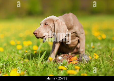 niedlicher Weimaraner Welpe spielt mit einem Fasan Plushie Löwenzahn Wiese Stockfoto