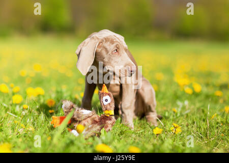 niedlicher Weimaraner Welpe spielt mit einem Fasan Plushie Löwenzahn Wiese Stockfoto