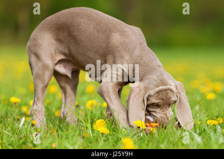 niedlicher Weimaraner Welpe spielt mit einem Fasan Plushie Löwenzahn Wiese Stockfoto