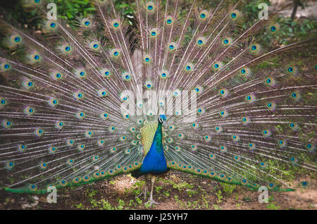 Peacock zeigt Schwanzfedern, Lokrum Botanischer Garten, Kroatien Stockfoto