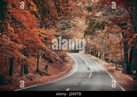 Herbstlaub im Wald mit Straße. Stockfoto