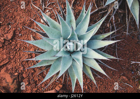 High Angle View of Pflanze Agave und roten Felsen Stockfoto