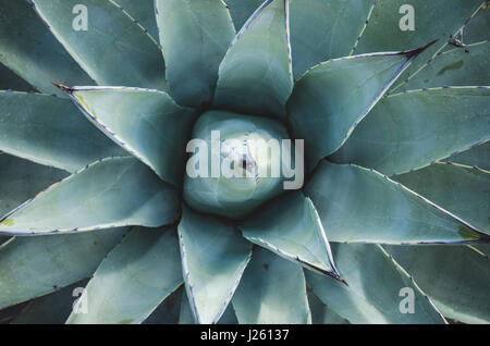 Nahaufnahme der Agave-Pflanze Stockfoto