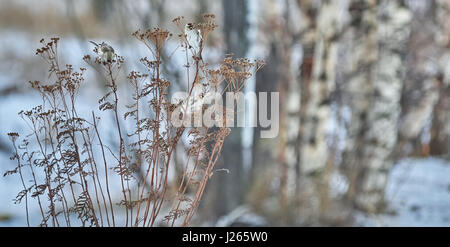Vogel Zuchtjahr Flammea im trockenen Gras im winter Stockfoto