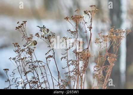 Vogel Zuchtjahr Flammea im trockenen Gras im winter Stockfoto