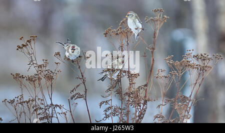Vogel Zuchtjahr Flammea im trockenen Gras im winter Stockfoto