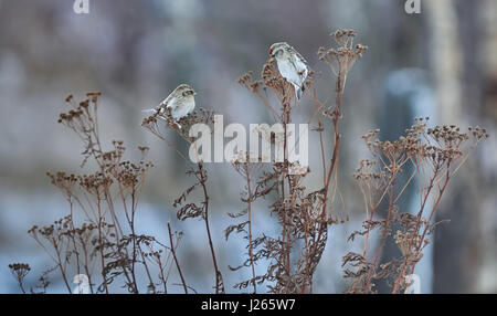 Vogel Zuchtjahr Flammea im trockenen Gras im winter Stockfoto