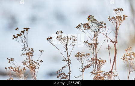Vogel Zuchtjahr Flammea im trockenen Gras im winter Stockfoto