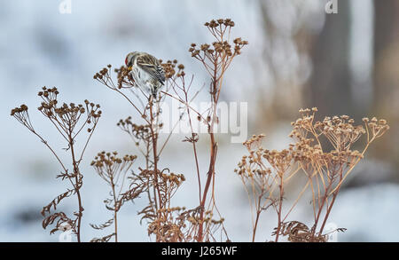 Vogel Zuchtjahr Flammea im trockenen Gras im winter Stockfoto