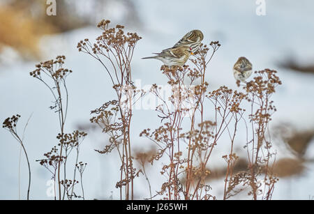 Vogel Zuchtjahr Flammea im trockenen Gras im winter Stockfoto