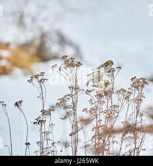 Vogel Zuchtjahr Flammea im trockenen Gras im winter Stockfoto
