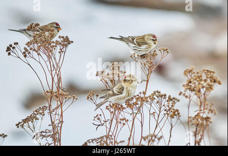 Vogel Zuchtjahr Flammea im trockenen Gras im winter Stockfoto