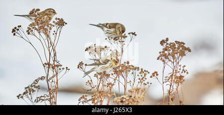 Vogel Zuchtjahr Flammea im trockenen Gras im winter Stockfoto