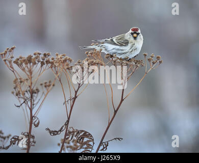Vogel Zuchtjahr Flammea im trockenen Gras im winter Stockfoto
