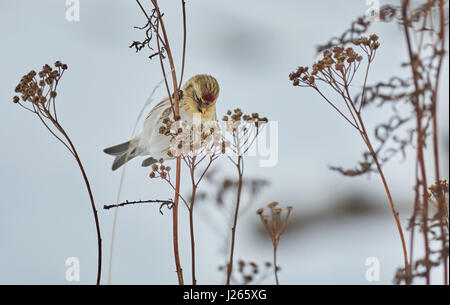 Vogel Zuchtjahr Flammea im trockenen Gras im winter Stockfoto