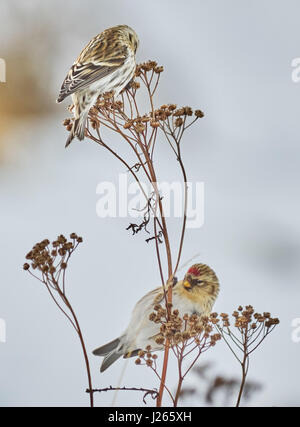 Vogel Zuchtjahr Flammea im trockenen Gras im winter Stockfoto