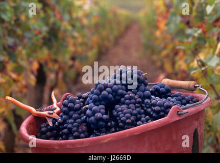 Pinot Noir Ernte Trauben Secateurs Rines geerntete Trauben im Weinberg Premier Cru 'Les Chaillots' von Louis Latour, Aloxe-Corton, Côte d'Or, Frankreich. Stockfoto