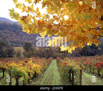 BONTERRA WEINBERG KALIFORNIEN Ahorn Baum im Herbst Farbe organisch biologisch-dynamischen Cabernet Sauvignon Weinberg, Ukiah, Mendocino County Kalifornien USA Stockfoto