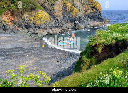 Fischer über ein Stahlseil mit Haken zu angeln Boot zu schleppen-Boot und Fang am Strand in Cadgwith Cove, Lizard Halbinsel, Cornwall, England, Großbritannien Stockfoto