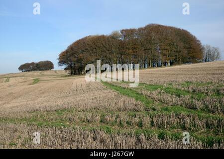 Klumpen von Rotbuchen (Fagus Sylvatica) und geernteten Ackerfläche auf den Ridgeway Langstrecken Weg, Marlborough Downs, Wiltshire, UK Stockfoto