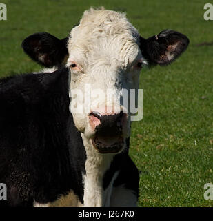 Kuh mit offenen Mund liegen auf der Weide. Anglesey, Nordwales, Uk.Organic Farm, glückliche Tiere. Stockfoto