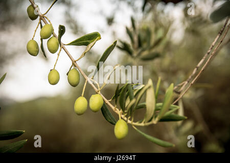Nahaufnahme der Olivenbaum Zweig. Geringe Schärfentiefe. Schuss in Sardinien, Italien. Stockfoto