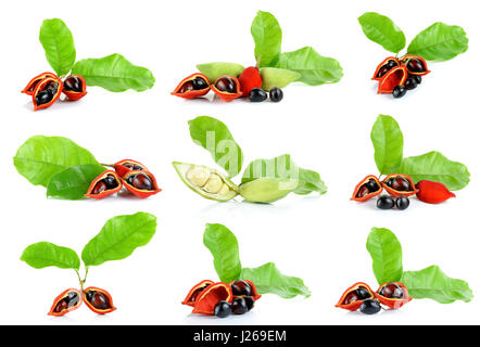 Kastanien (Sterculia Monosperma) auf weißem Hintergrund. Stockfoto